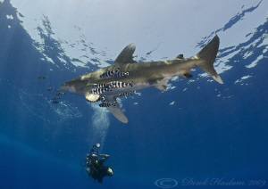 Oceanic whitetip shark. D3, 16mm. by Derek Haslam 